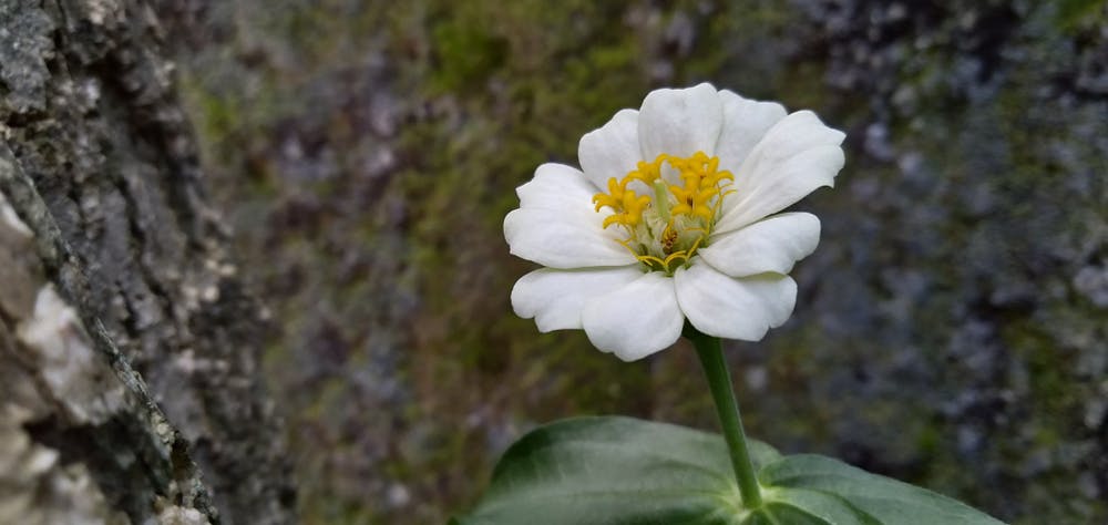 Flowers That Symbolize Friendship