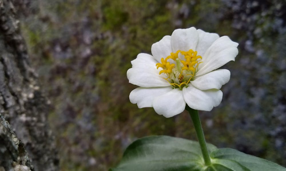 Flowers That Symbolize Friendship Banner
