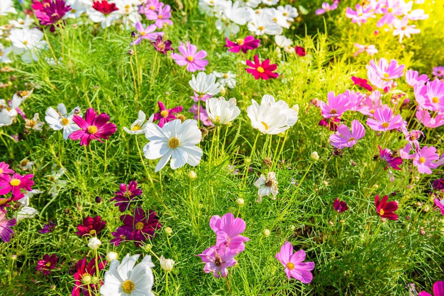 Reasons for Growing Cosmos Flowers