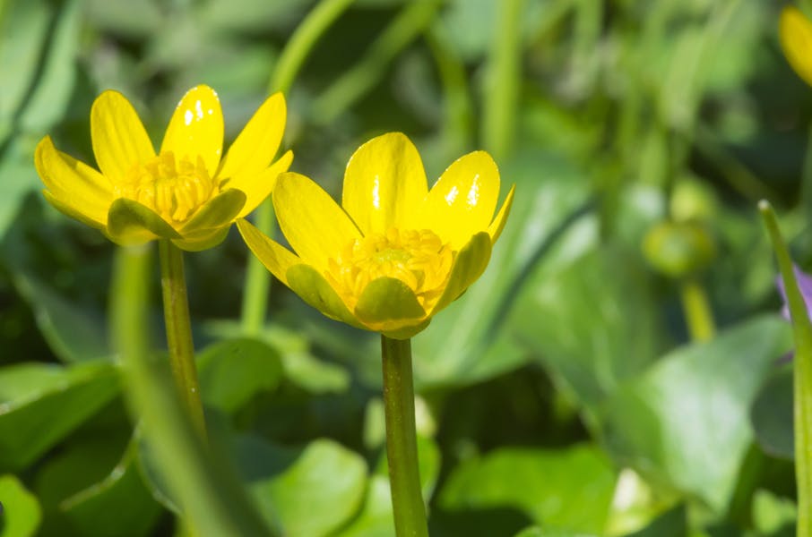 The Playful Buttercup Flower