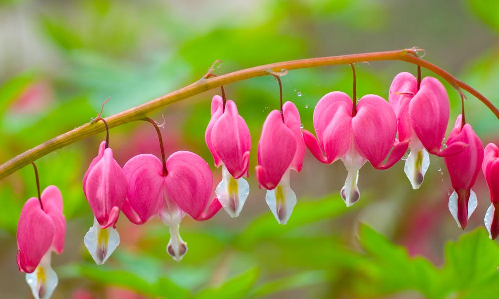Bleeding Heart Flower Meaning and growing tips Banner