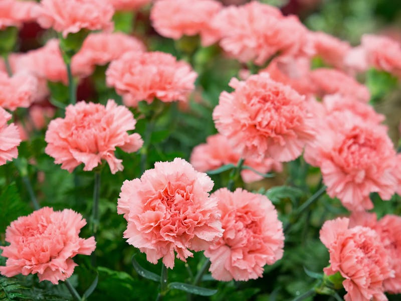 What Do Carnations Mean?