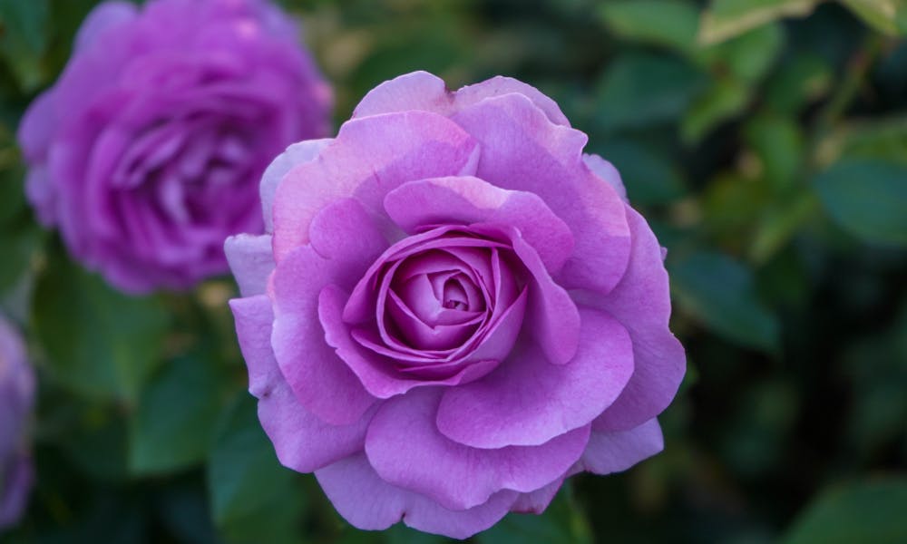 Purple Roses vs. Lavender Roses: History and Meaning Banner