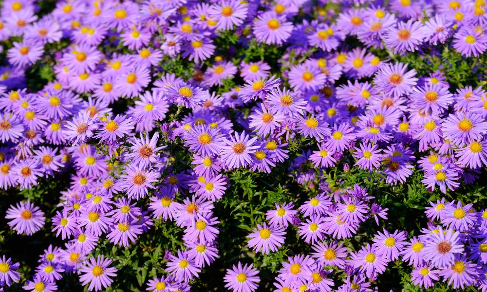 Aster Flower: The Star of the Ground Banner