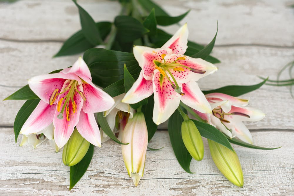 Don’t let winter get you down: 5 flowers to brighten up your Blue Monday