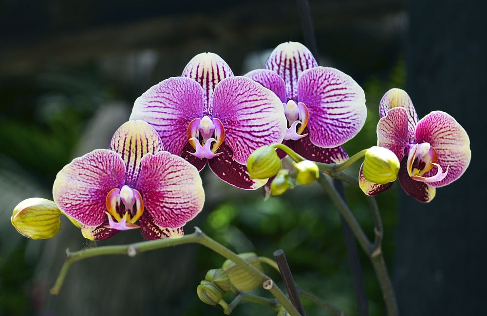 Don’t let winter get you down: 5 flowers to brighten up your Blue Monday