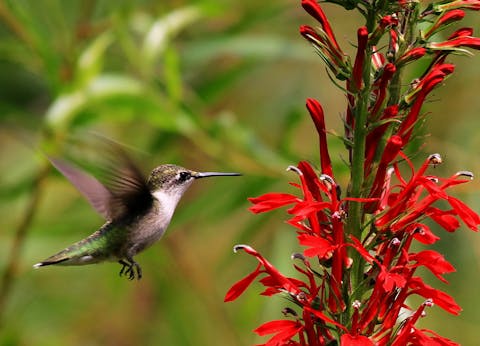 The Cardinal Flower – The Complete Guide