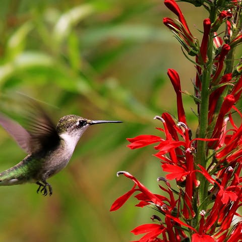 The Cardinal Flower – The Complete Guide