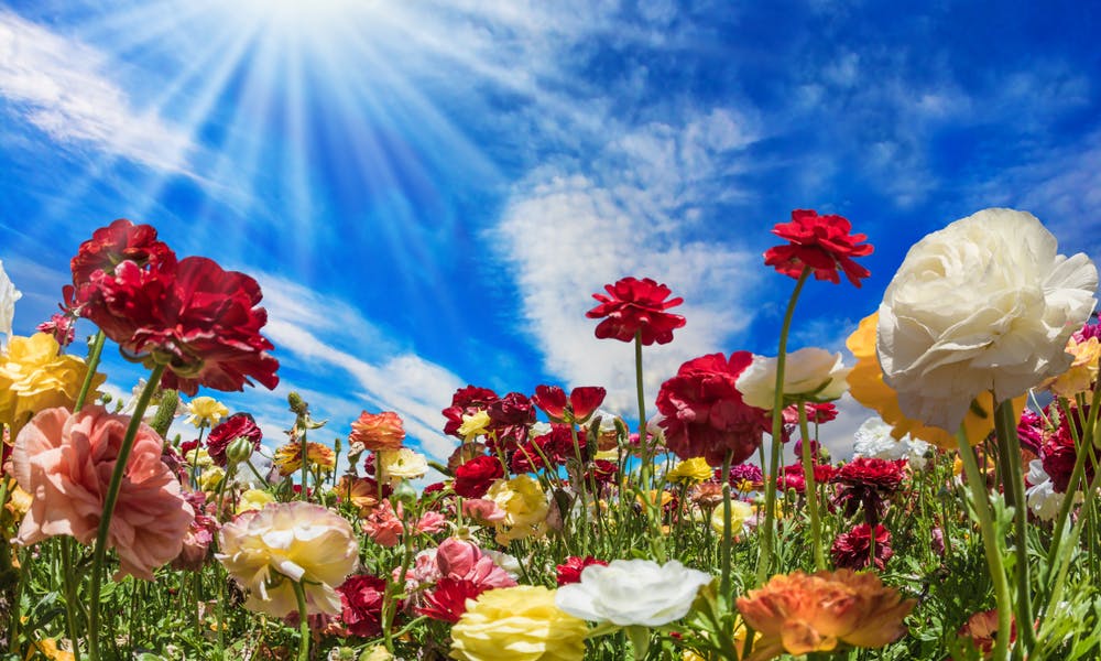 Entdecken Sie die verschiedenen Blumenarten Banner