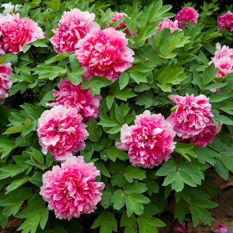 The Extraordinary History of the Peony