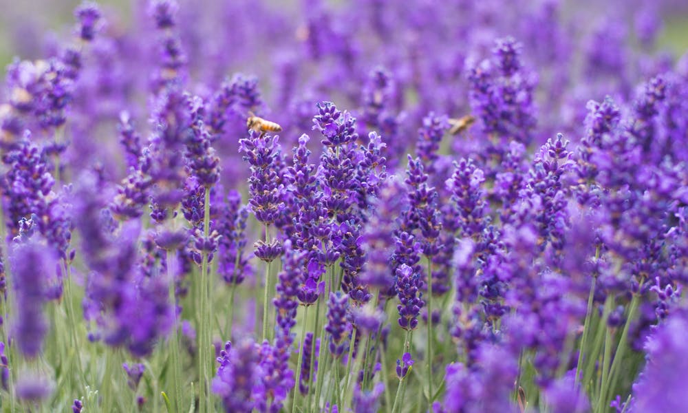 Die violette Blume: Banner der Delikatesse der Natur