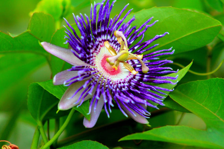 Get to Know the Passion Flower