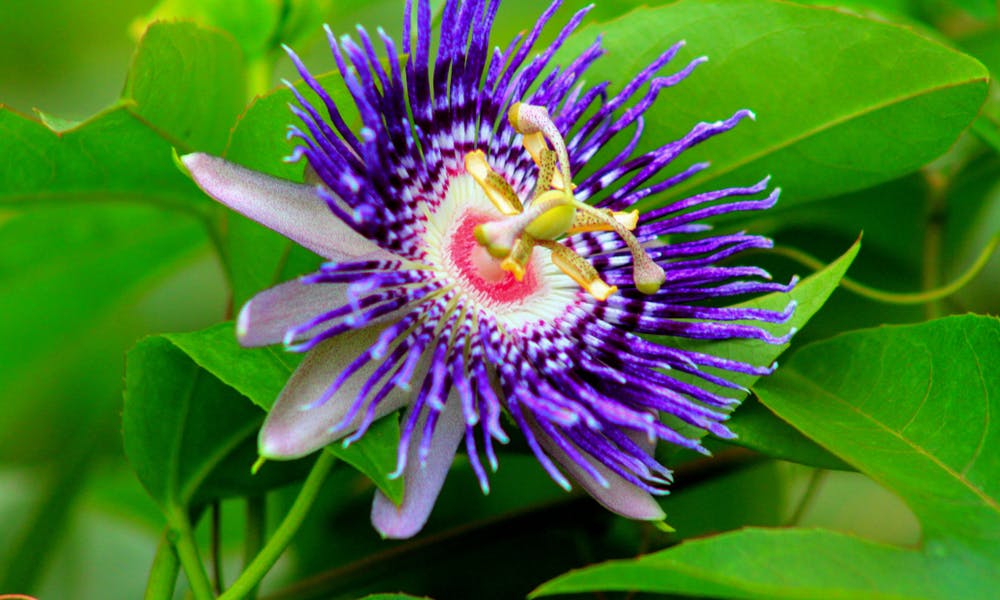 Get to Know the Passion Flower Banner