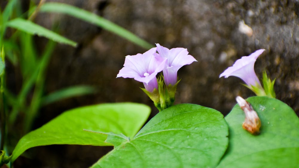 Moonflower Meaning: Origin & Symbolism