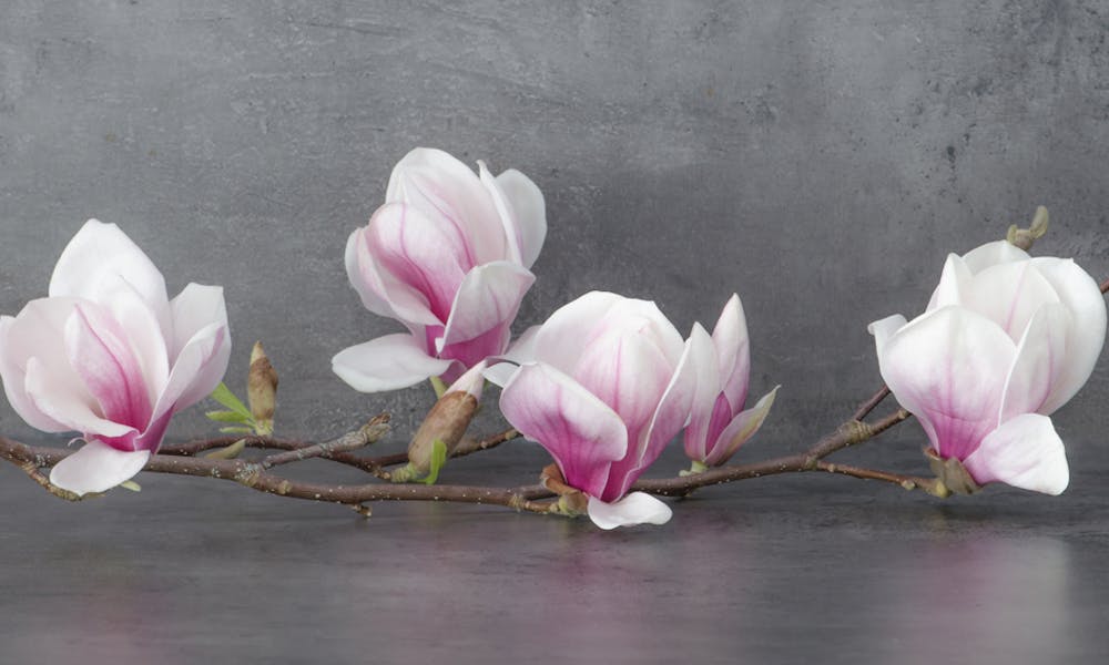 The Noble Magnolia Flower Banner
