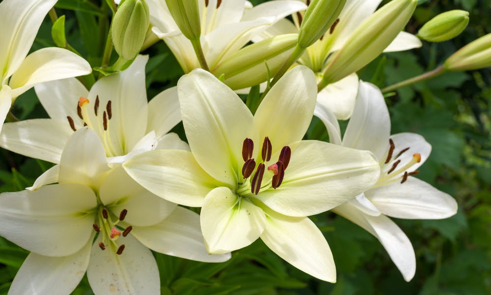 Five Beautiful Types of Lilies Banner