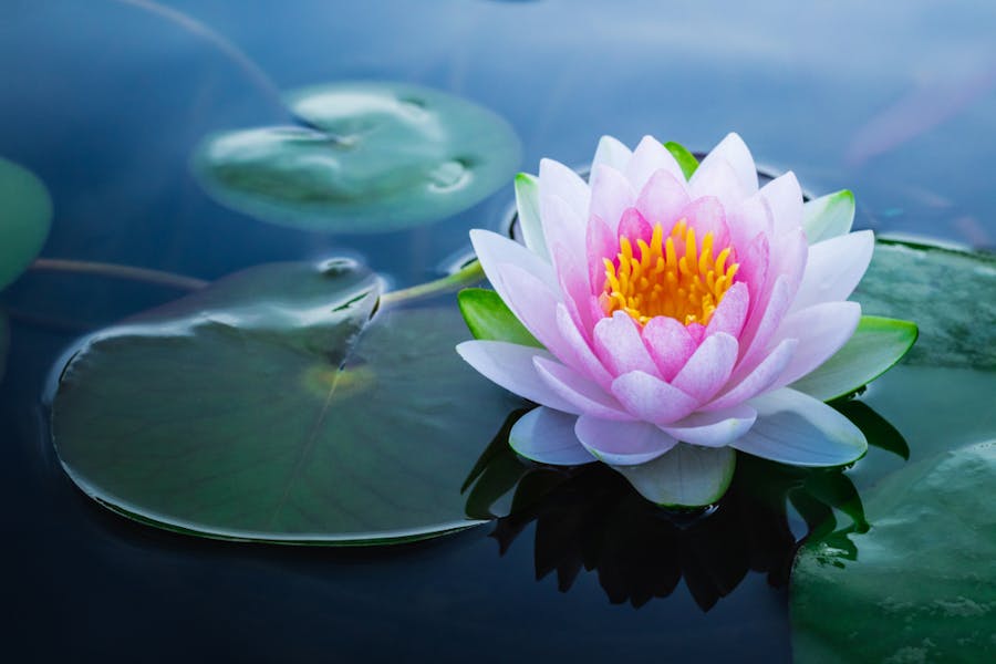 Lotus Flower Care