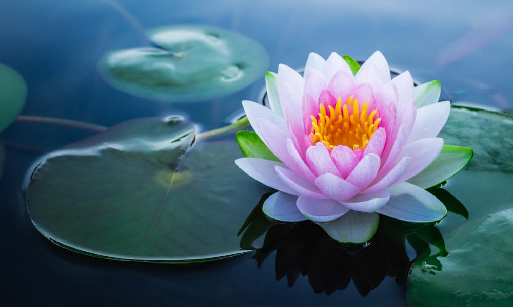 Lotus Flower Care Banner