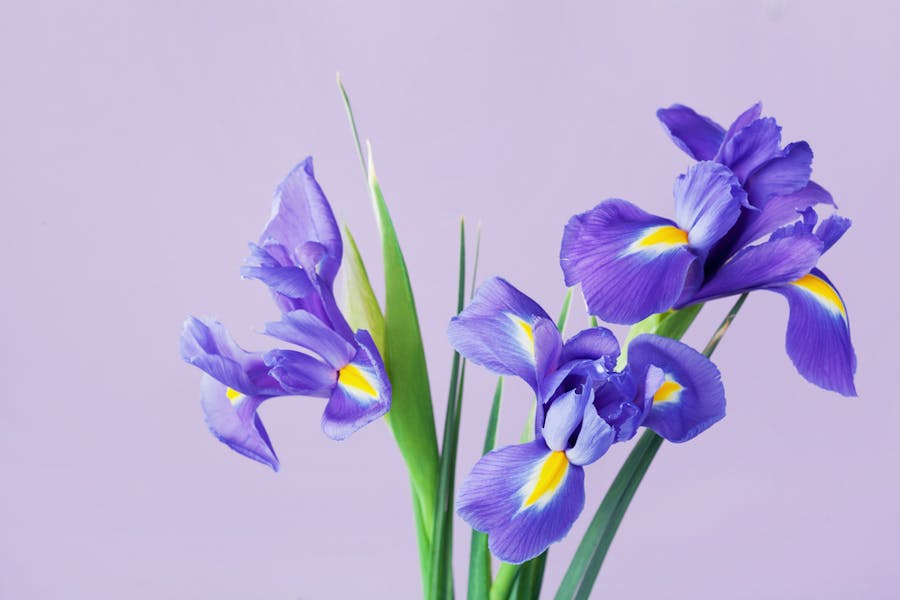 General Information about Irises