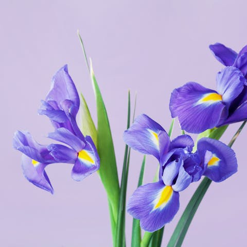 General Information about Irises