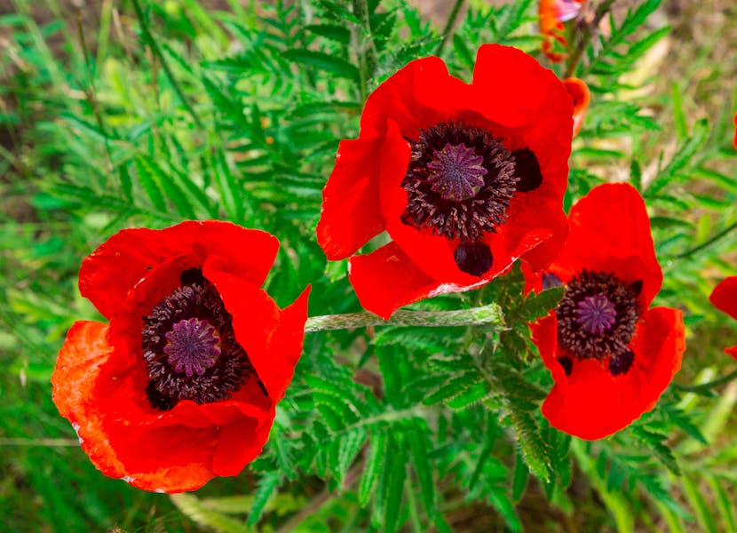 How to Grow Poppies