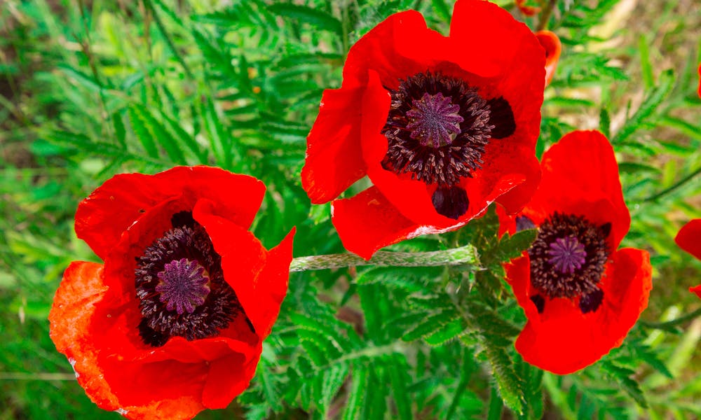 How to Grow Poppies Banner