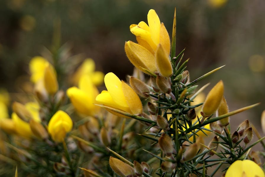 Flower Names of the Most Common Flower Species