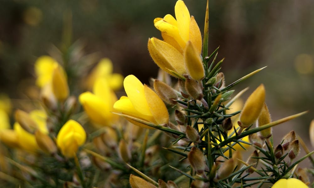 Flower Names of the Most Common Flower Species Banner