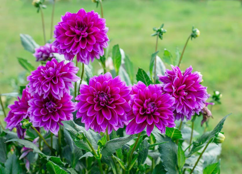 Planting and Caring for The Dahlia Flower