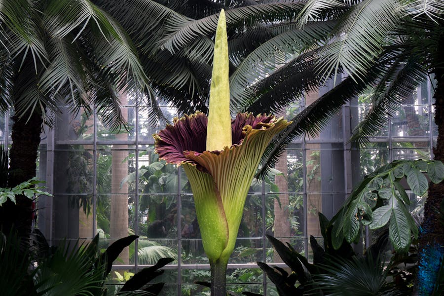 Get to Know the Corpse Flower