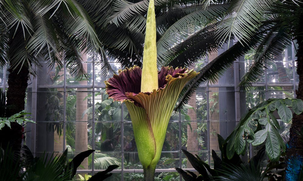 Get to Know the Corpse Flower Banner
