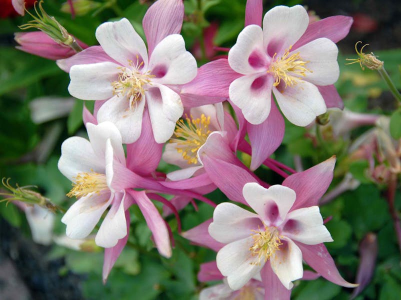 Planting, Growing, and Caring for Columbine Flowers