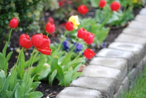 spring perennial flower bed