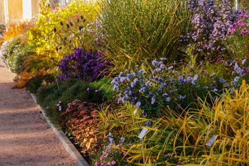 Autumn perennial flower bed