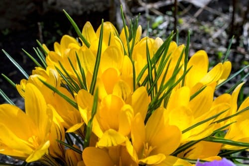 Yellow crocus