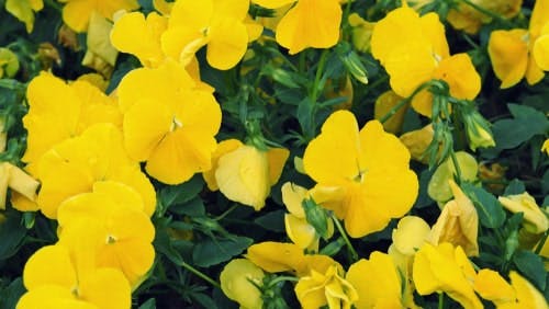 Yellow pansies