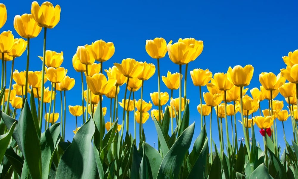 Frühlingsblumen – 7 sensationelle gelbe Frühlingsblumen, die Ihren Tag erhellen Banner