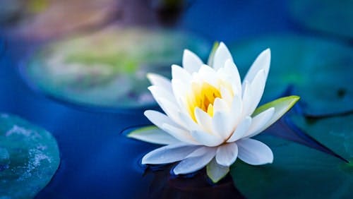 white water lily