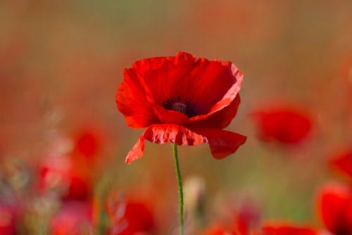 red poppy in field