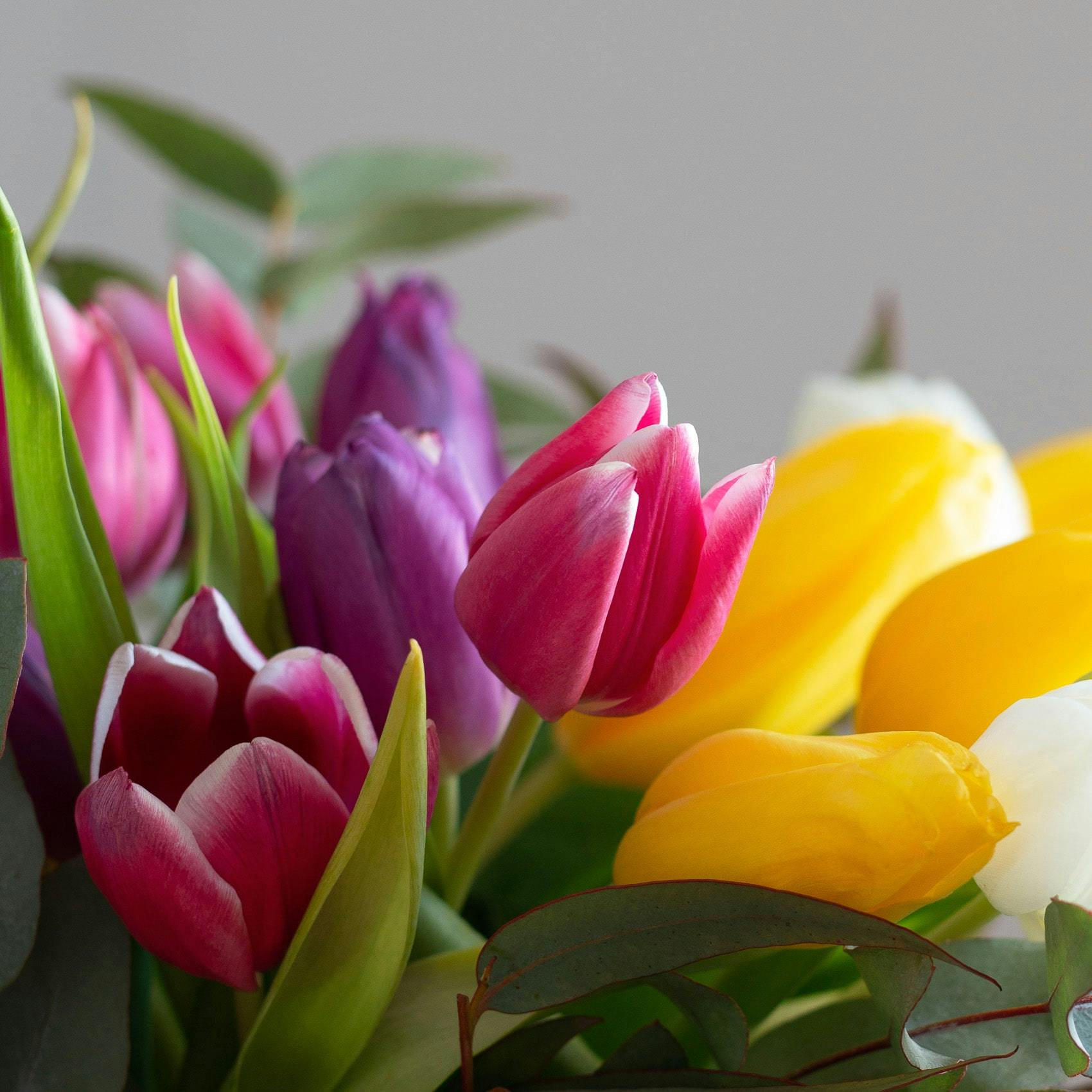 closeup of tulips