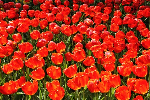 Do Red Flowers Meanings Go Beyond Love and Passion?