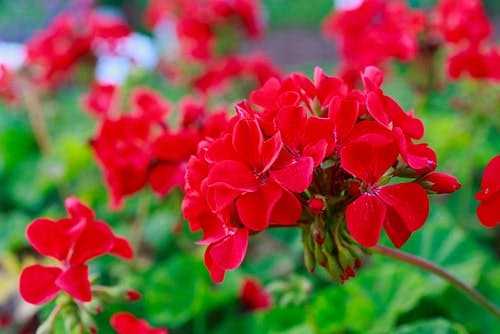 rote Geranien