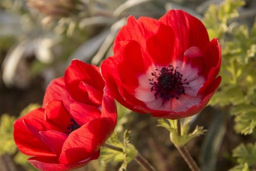 red anemones