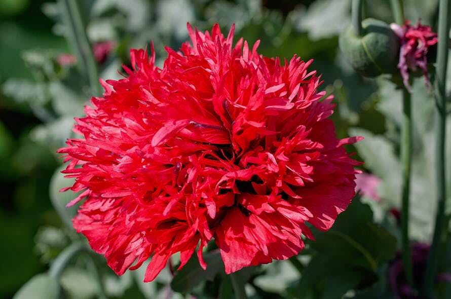 Überraschen Sie mit den schönsten Blumen für einen Skorpion