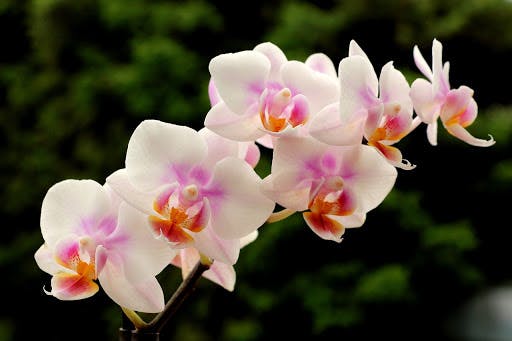 weiße Orchidee