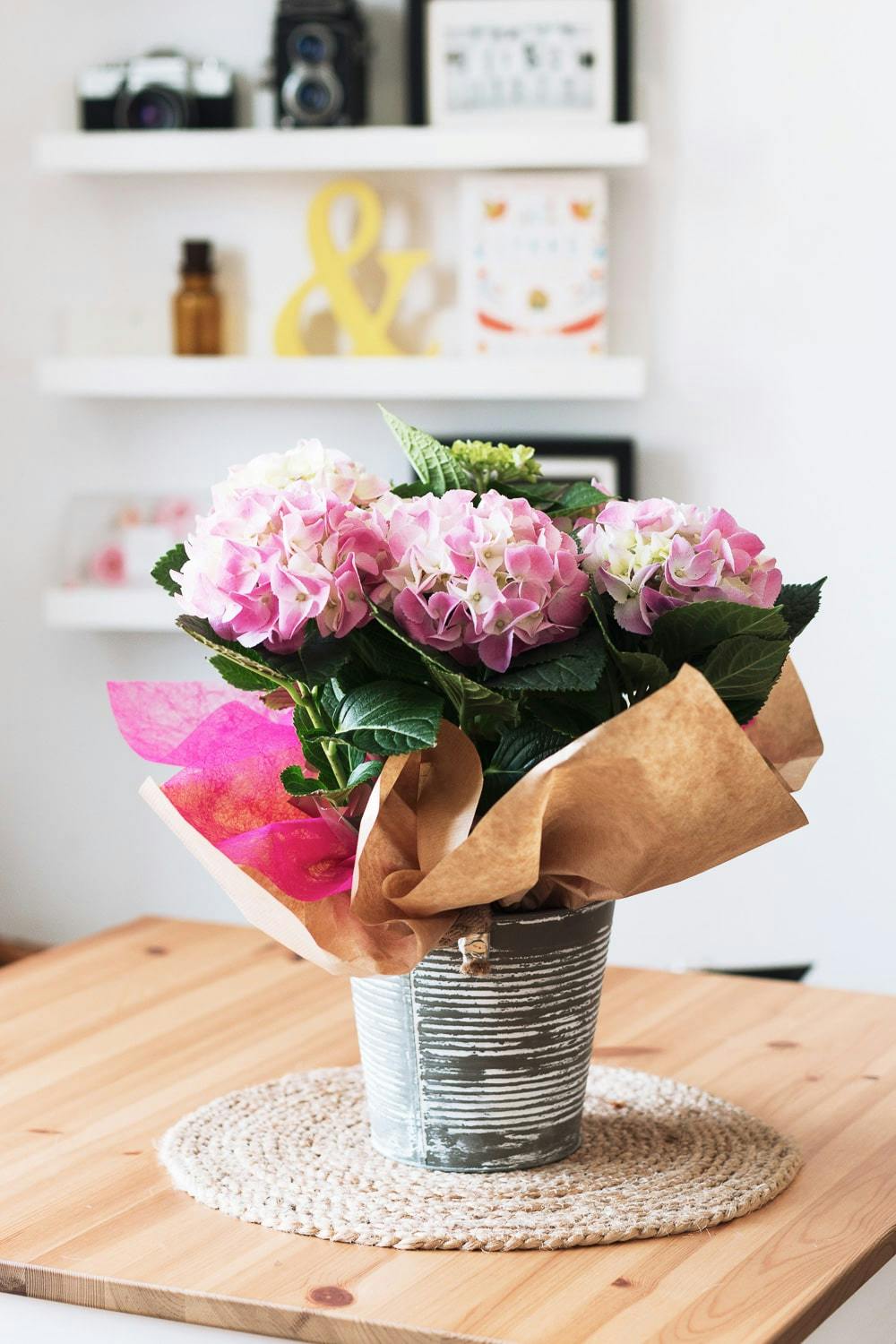 potted pink Hydrangea FloraQueen inside