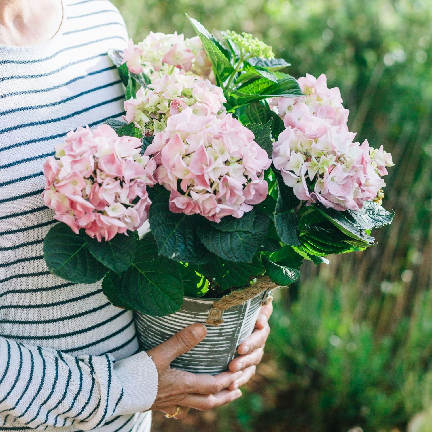 Potted pink hydrangea outdoors