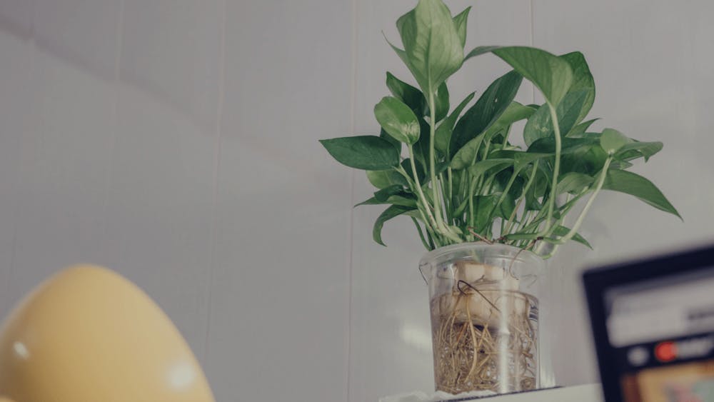 Our Expert Tips For Caring For Houseplants in Winter