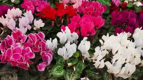 multicoloured cyclamen