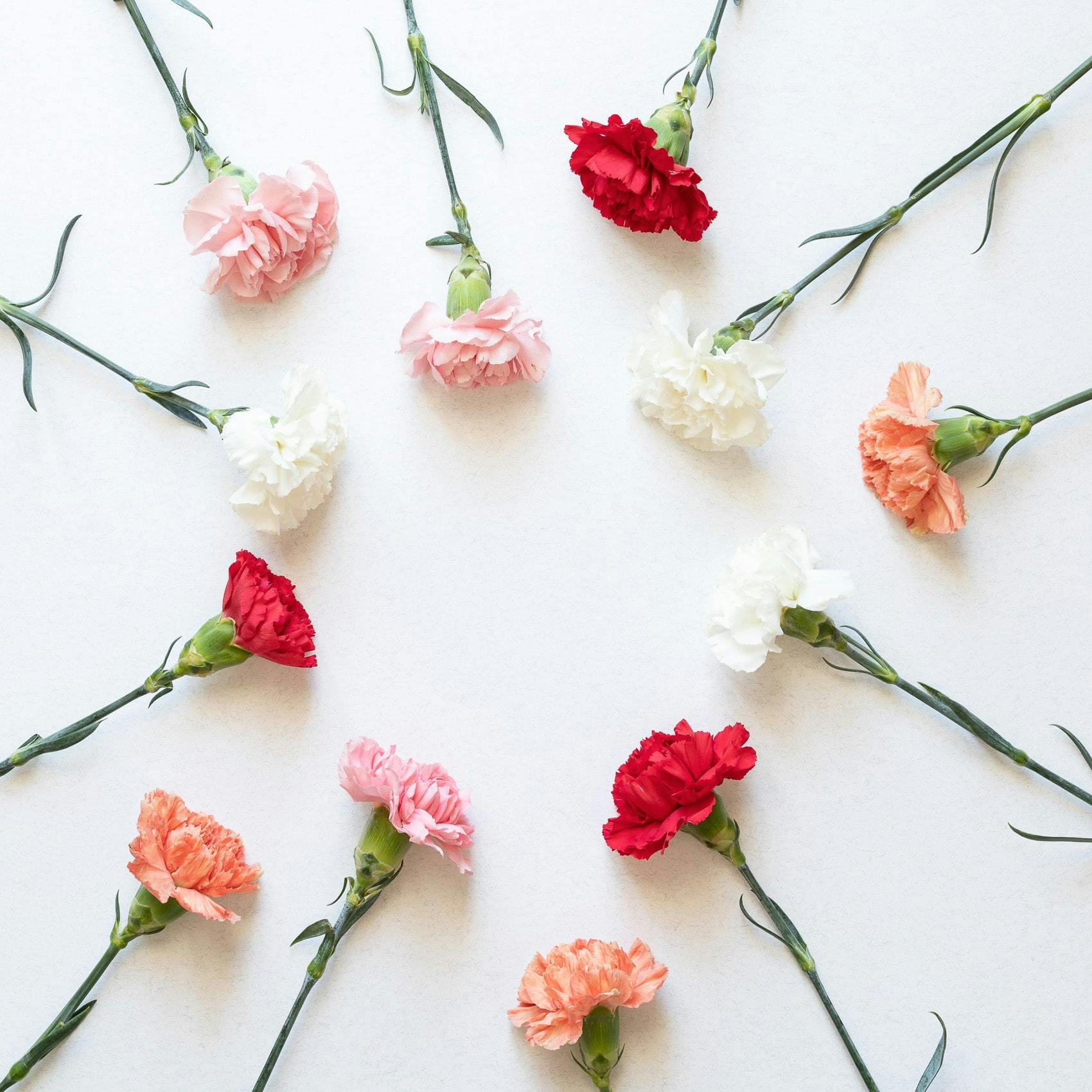 Multicoloured carnations arranged in a circle